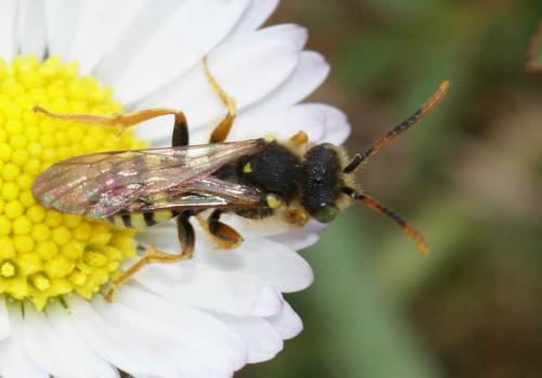 Nomada sp.